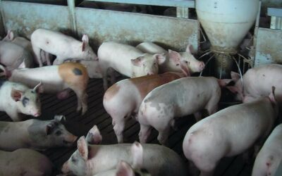 Wyrównanie kwoty obniżonego dochodu dla producentów świń – ASF