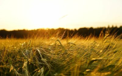 Uzupełniająca płatność podstawowa – planowane dodatkowe wsparcie  dla rolników