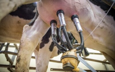 Szkolenie – Program „Dobrostan Plus” dla producentów i przetwórców mleka
