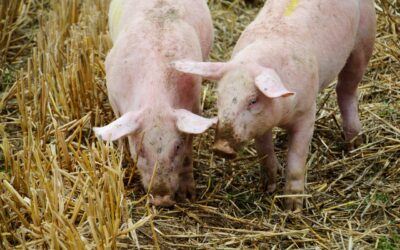Pomoc na wyrównanie kwoty obniżonego dochodu dla producentów świń – ASF. NABÓR 2022