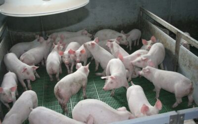 Nadzwyczajna pomoc dostosowawcza dla producentów świń