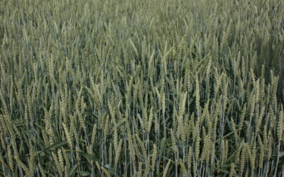 Dopłata do sprzedanego zboża i zakupionego nawozu mineralnego – wydłużenie terminu składania wniosków