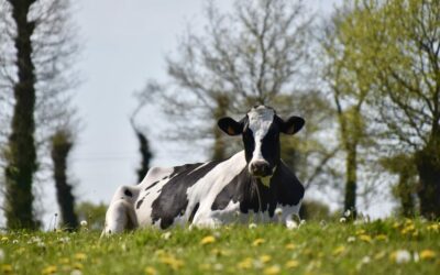 Zaproszenie do udziału w spotkaniu Zespołu tematycznego ds. hodowli bydła mlecznego