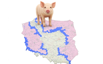 Czerwona strefa ASF nie obowiązuje