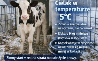 Ukryty koszt zimowego cielęcia