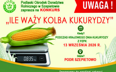 Weź udział w konkursie na najcięższą kolbę kukurydzy