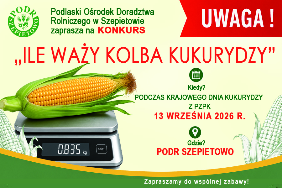 Weź udział w konkursie na najcięższą kolbę kukurydzy